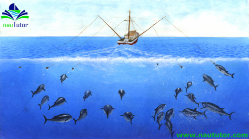 long line tuna fishing